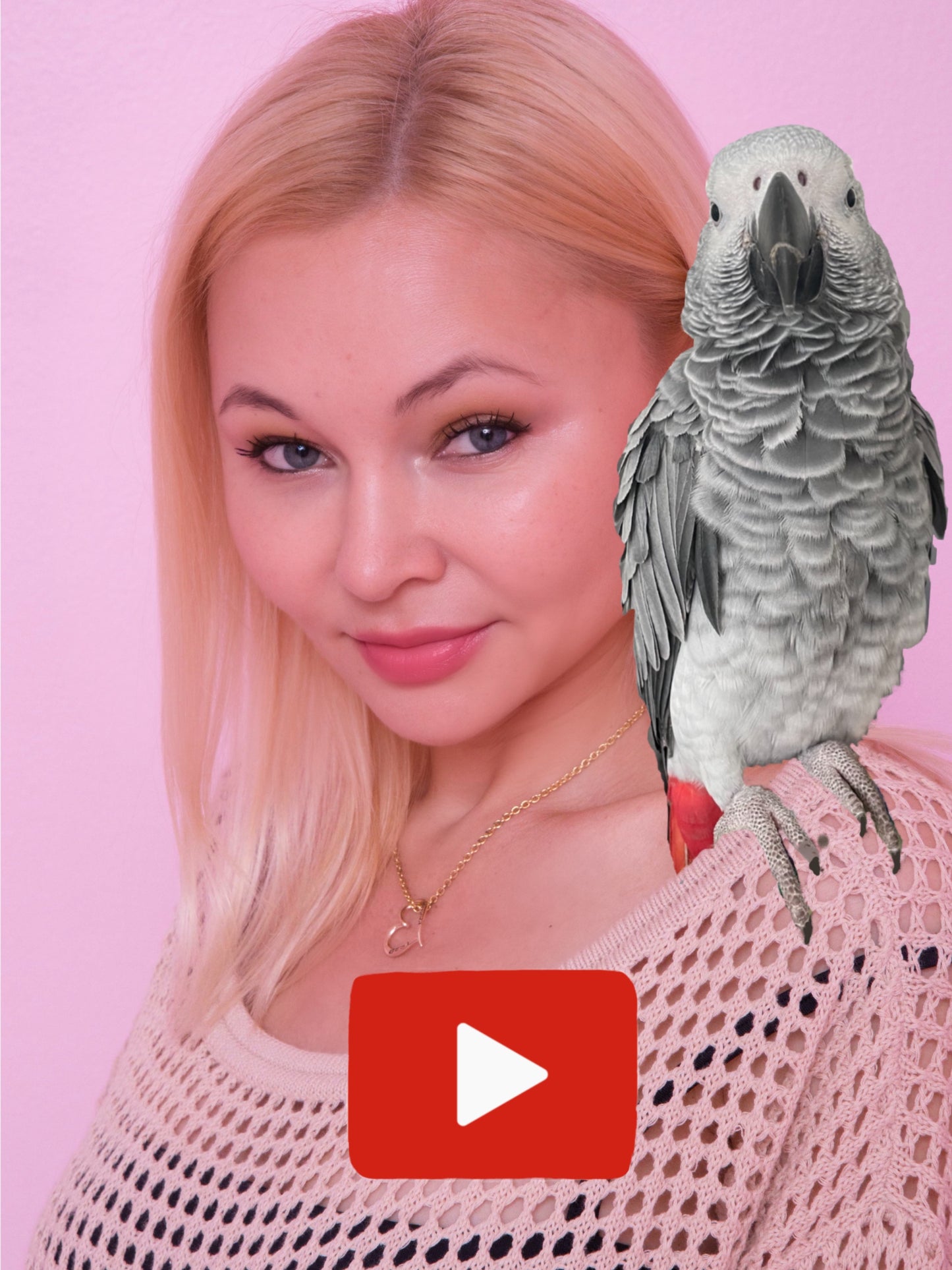 African Grey Parrot video, custom
